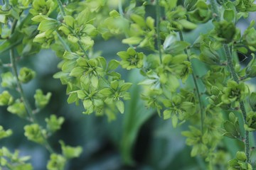 veratrum lobelianum green flowers close up,  a soft light 