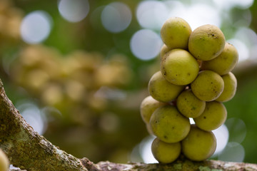 Close up fresh fruit Longkongs and leaf on tree in the garden, Longkong is a tropical fruit.