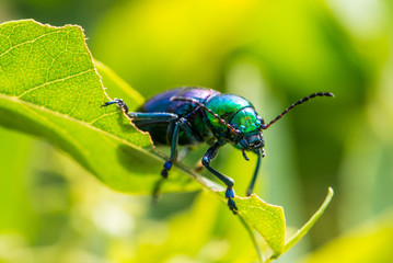 Leaf beetle Chrysochares asiaticus  in summer day