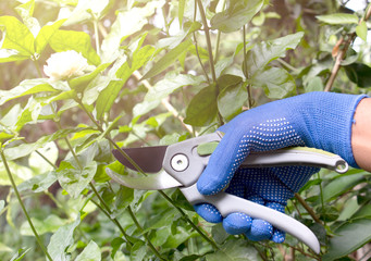 men's hands cutting Jasmine flowers/gardening concep