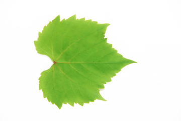 natural green grape leaves with veins on a white background