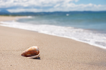 砂浜と貝殻