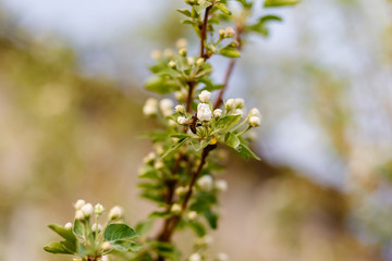 Bee sits on a flowering branch
