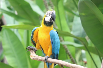 Blue-Yellow Parrot