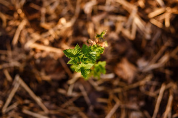 little blackcurrant bush