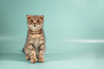Obraz premium Scottish fold cat breed, age 3 months. Little scottish fold Cat cute ginger kitten in the fluffy pet is feeling happy and cat lovely comfortable . love to animals pet concept .