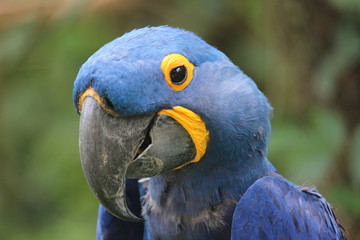 Blue Parrot Say Hello