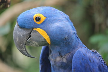Blue parrot big beak from side 