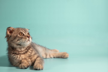 Scottish fold cat breed, age 3 months. Little scottish fold Cat cute ginger kitten in the fluffy pet is feeling happy and cat lovely comfortable . love to animals pet concept .