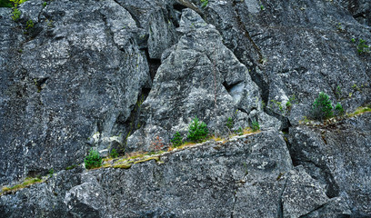 Trees growing on a rocky mountain, stone background