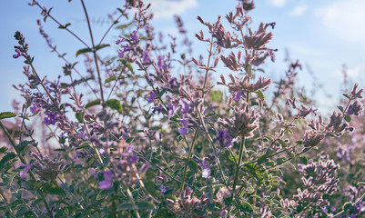 Nepeta flowers in the field. Summer background