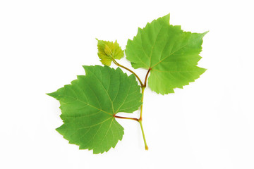 natural green grape leaves with veins on a white background
