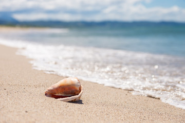砂浜と貝殻