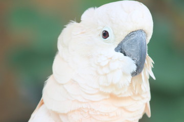 White Cockatoo 
