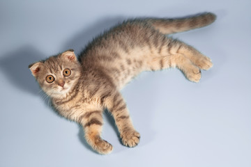 Scottish fold cat breed, age 3 months. Little scottish fold Cat cute ginger kitten in the fluffy pet is feeling happy and cat lovely comfortable . love to animals pet concept .