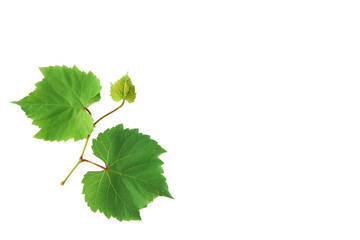 natural green grape leaves with veins on a white background