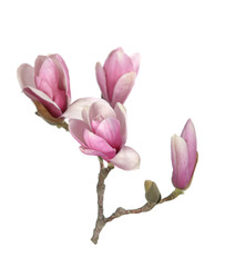 pink magnolia