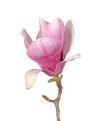 Obraz na płótnie Canvas pink magnolia