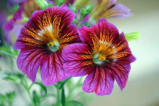 alstro flowers