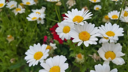 Close up of a lovely fresh white flower with green leaves background