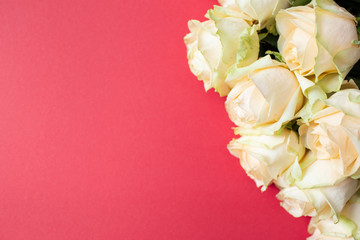 White roses arranged on red background with copyspace. Flat lay, top view