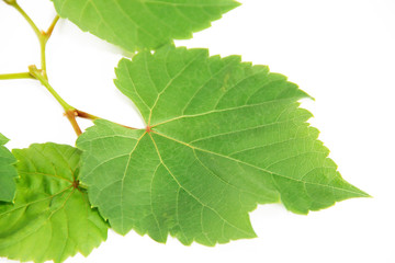 natural green grape leaves with veins on a white background