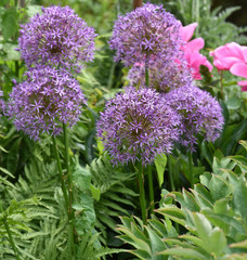 Zierlauch, Riesenlauch, Allium, Giganteum