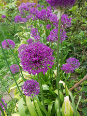 Zierlauch, Riesenlauch, Allium, Giganteum