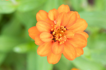 Chrysanthemum Flower are blooming in the park In the morning