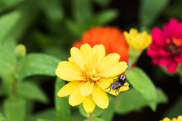 Chrysanthemum Flower are blooming in the park In the morning
