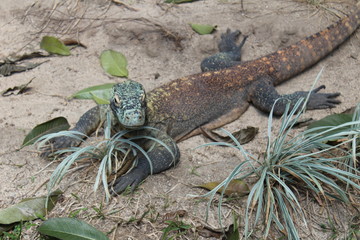Young Komodo Dragon Close up