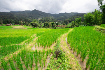 Fototapeta na wymiar The green rice tree is growing In rice fields