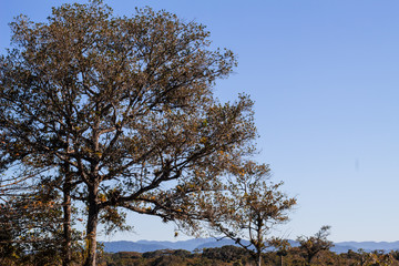 Oak Tree and Sky in Peruibe, Brazil