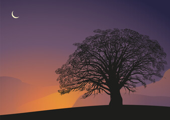 Moonlight night  tropical tree