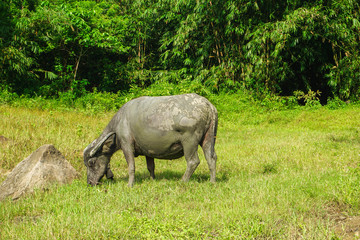 Naklejka premium water buffalo eating grass in field.