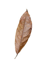 dry leaf isolated on white background
