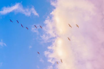 flock of birds flying in the sky with clouds