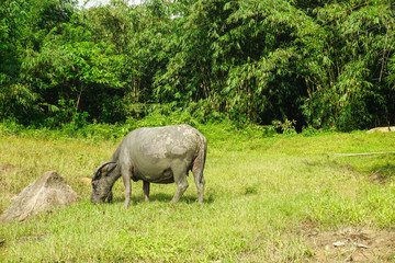 Fototapeta premium Wild water buffalo (Bubalus bubalis) grazing on a meadow.