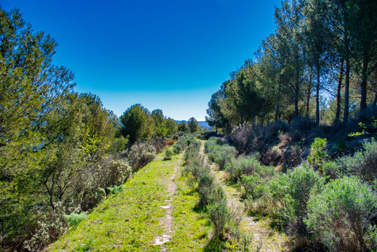 pinar en el meloncillo