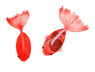 Watercolor hand painting two koi carp fish