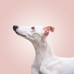 Fototapeta premium A curiosa whippet