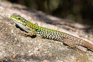 Thyrrhenian wall lizard