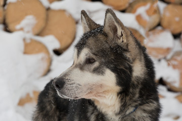 Husky dog standing in the snow close up