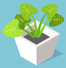 House plant in pot, evergreen leaves and potted flower isolated on blue. Vector 3D illustration of home growing houseplant in white vase flat style design