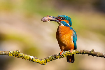 Eisvogel
