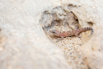 Europäischer Halbfinger - Hemidactylus turcicus