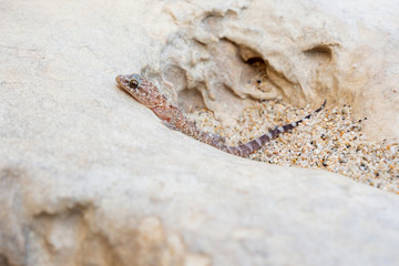 Europäischer Halbfinger - Hemidactylus turcicus