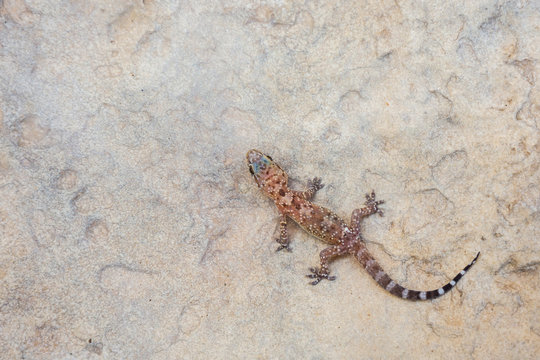 Turkish Gecko Images Browse 318 Stock Photos Vectors And Video Adobe Stock Turkish Gecko Images Browse 318 Stock Photos Vectors And Video Adobe Stock