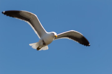 Seagull (Larus dominicanus) flying with open wings in Southeast coast of Brazil