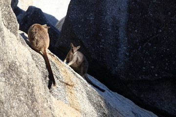 Mareeba rock wallabies at Granite Gorge, Queensland Australia